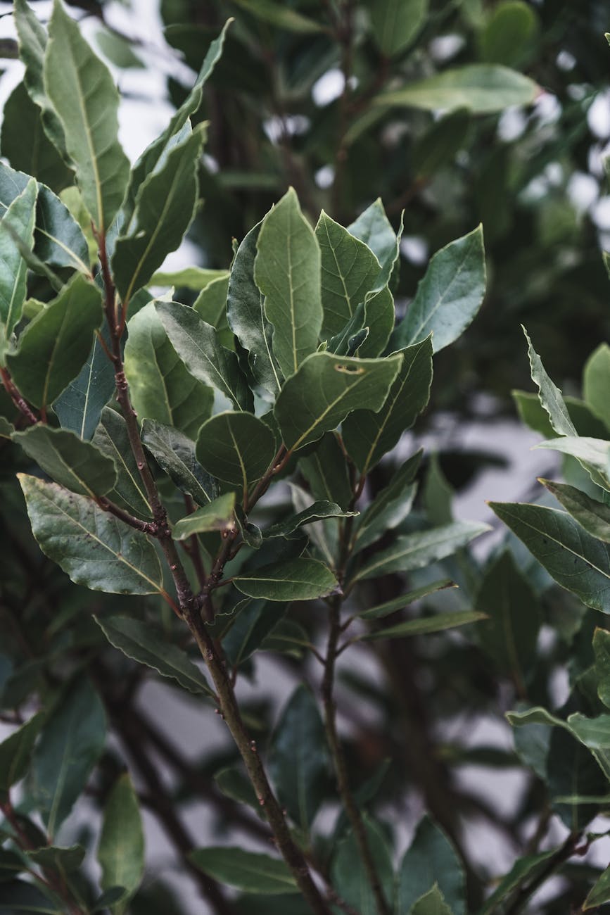 Unlocking the Versatility of Bay Leaf: From Culinary Delight to Natural&nbsp;Remedy